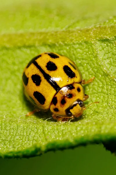一只黄色的白种人瓢虫在一片黑色的地方 栖息在一片绿叶上 — 图库照片
