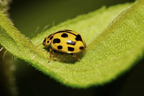 一只黄白相间的小瓢虫的宏观侧视图 它身上有黑白相间的斑点 长长的腿 坐在一片绿色的叶子上 白得发白 — 图库照片