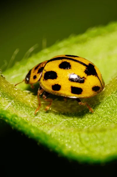 Close-up of a Caucasian ladybird in a black spot sitting on a green leaf in autumn