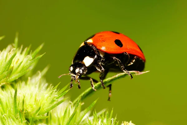 Close-up side view of a big red seven-spotted ladybug big Caucasian with black and white spots on the elytra, legs and antennae hanging on a green fluffy leaf
