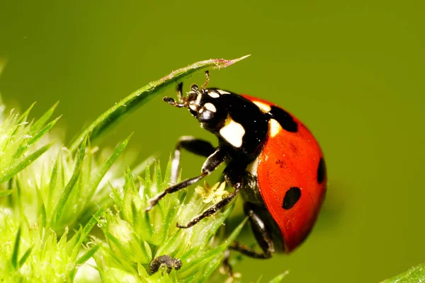 Vista Lateral Cerca Una Gran Mariquita Roja Siete Manchas Grande — Foto de Stock