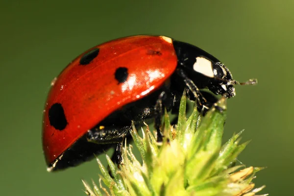 Kırmızı bir Kafkas uğur böceğinin yakın plan fotoğrafı. Üzerinde yeşil kabarık uçlu uçlu uçların üzerinde siyah noktalar var.