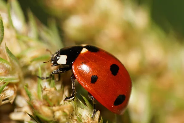 Kırmızı beyaz bir uğur böceğinin yandan ve yukarısından siyah lekeli ve pençeli yeşil bir çivili uçta sonbaharda oturan
