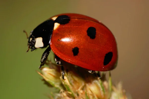 白种人瓢虫用爪子和触角在绿色蓬松的穗子上有黑斑的特写红色 — 图库照片