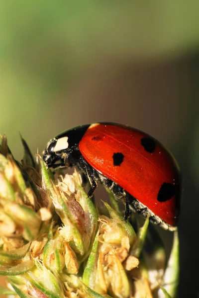 一只红色的白种人瓢虫的特写 它有黑斑 触角和爪子 栖息在一只绿色毛茸茸的尖刺上 — 图库照片