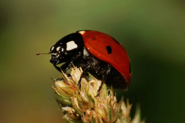 Macro Side View Red Caucasian Ladybug Black Spots Resting Top — Stock Photo, Image