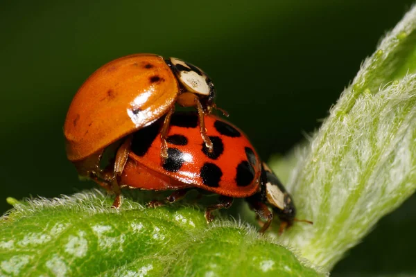 Yeşil tüylü, beyaz, ısırgan otu yaprağı yayı üzerinde siyah benekleri olan iki Kafkas kızıl uğur böceği.                              
