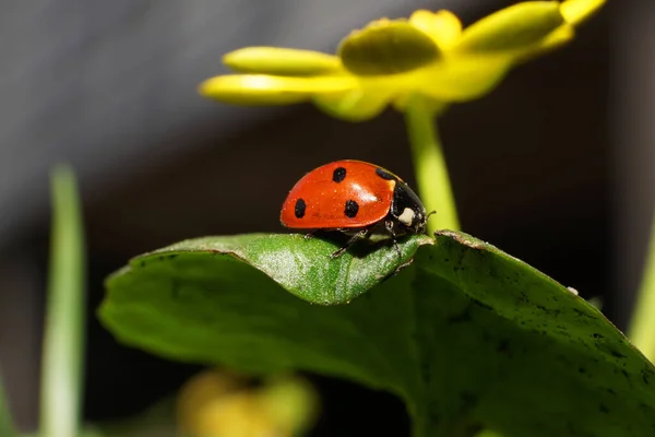 Kafkas kırmızı uğur böceğine yakın plan yeşil düğün çiçeği                               