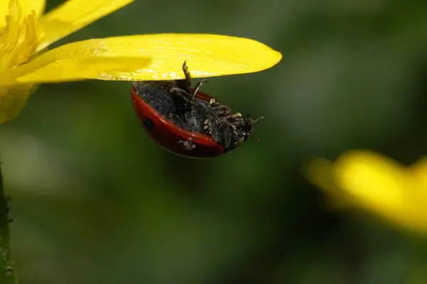 Macro Hanging Caucasian Ladybug Dark Spots Spring Green Leaf Buttercup — Stock Photo, Image