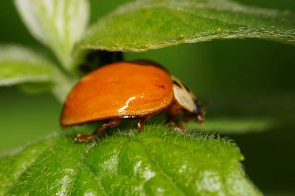 가까이 카프카스붉은 오렌지 무당벌레의 무당벌레의 솜털같은 그물에 — 스톡 사진