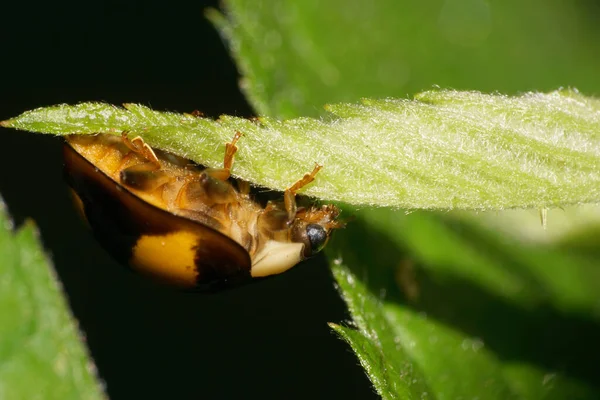 Macro Donker Kaukasisch Donker Lieveheersbeestje Harmonia Axyridis Met Gele Vlekken — Stockfoto