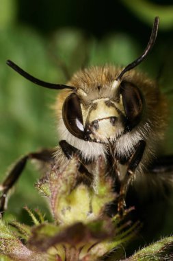 Tüylü bir baş, göğüs, anten, ön göz ve baharın başlarında kahverengi arı Anthophora 'nın uzuvları.                               