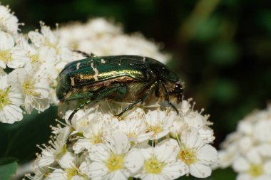 Benekli, parlak, yeşil ve benekli bir Scarab Cetonia böceğinin Macro yan görüntüsü ilkbaharda beyaz bir çiçek kabartması üzerinde oturuyordu.                               
