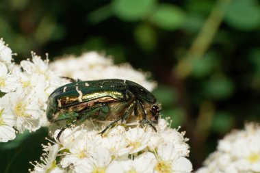 Parlak ve yeşil bir Kafkas böceğinin Macro manzarası. Bir Scarab Cetonia böceği. Pençeleri ilkbaharda beyaz bir çiçek kabarıklığında oturuyor.                               