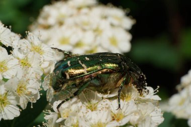  Parlak ve yeşil bir Kafkas böceğinin Macro manzarası. Pençeleri ve antenleri olan bir Cetonia böceği. Baharda beyaz bir çiçek kabarıklığı üzerinde oturuyor.                              
