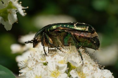 Kafkasyalı yeşil bir böcek olan Scarab Cetonia 'nın Makro manzarası, bir çalı çiçeğinin beyaz renginde oturuyordu.                               