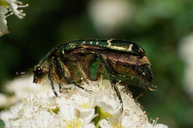 Yeşil ve benekli bir Kafkas böceğinin Makro manzarası. Bir spirea çalısı çiçeğinin beyaz kabuğuna oturmuş bir Scarab Cetonia.                               