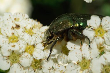  Beyaz çiçek kabartılarının üzerinde oturan parlak yeşil Kafkas Böceği Cetonia 'nın Makro manzarası                              