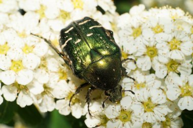 Bahar mevsiminde beyaz çiçek kabartmasının üzerine oturmuş, parlak yeşil Kafkas böceği Scarab Cetonia.                               