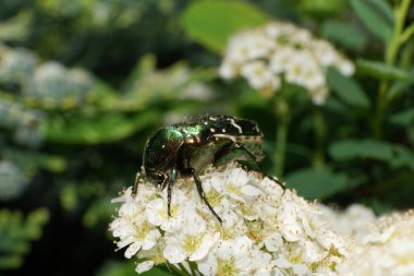  Bahar aylarında beyaz bir çiçek kabarıklığının üzerinde oturan kabarık, parlak, Kafkas böceğinin makro manzarası.                              
