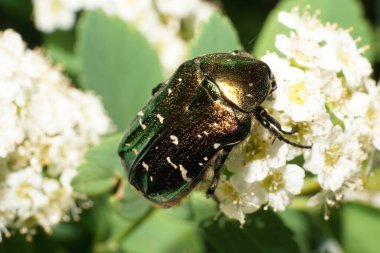  Tüylü, parlak yeşil ve benekli bir Scarab Cetonia böceğinin beyaz bir çiçek kabartmasının üzerinde oturduğu yer.                              