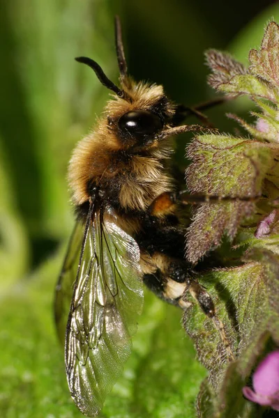 Primer Plano Una Esponjosa Abeja Rayas Caucásicas Melecta Con Alas — Foto de Stock