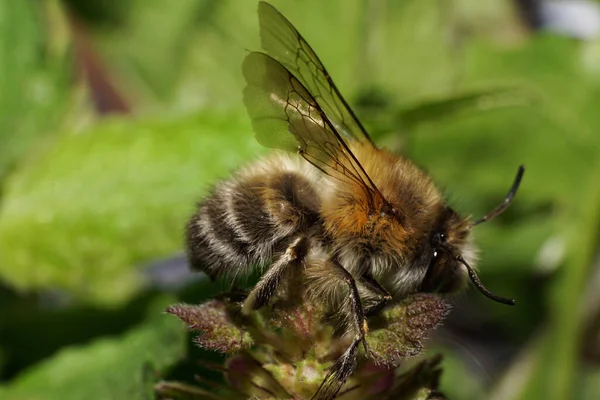 Makro Seitenansicht Einer Brennnessel Einer Flauschigen Braunen Anthophora Biene Mit — Stockfoto