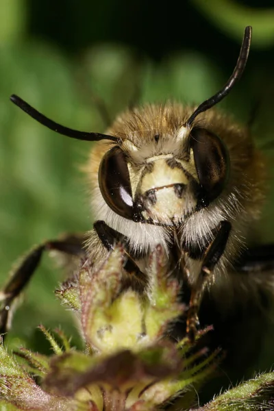 Макро Пушистой Головы Грудной Клетки Лица Глаз Крылышек Коричневой Пчелы — стоковое фото