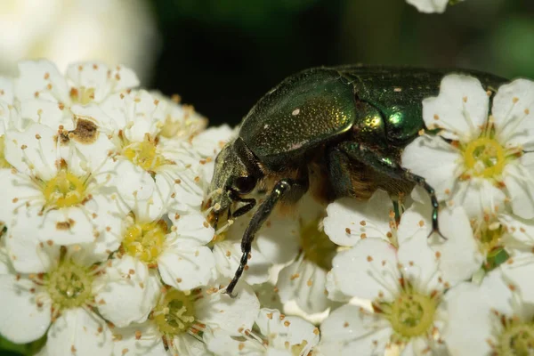 Makro Pohled Stranu Lesklé Zelené Bělošského Brouka Scarab Cetonia Sedící — Stock fotografie