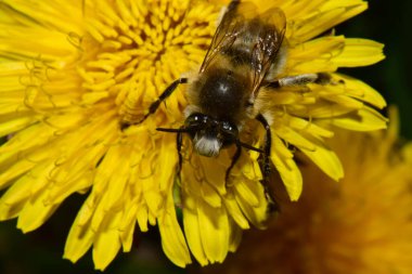 Kafkas kabarık tüylü ve kahverengi arı Anthophora plumipes sarı bir karahindiba üzerinde polen ve nektar topluyor Taraxacum officinale baharda Kuzey Kafkasya eteklerinde                               