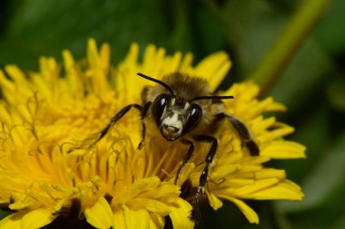 Kafkas yayı ve beyaz başlı kahverengi arı Anthophora plumipes 'in yakın çekimleri. Kuzey Kafkasya eteklerindeki sarı karahindiba çiçeği Taraxacum officinale' de polen ve nektar topluyor.