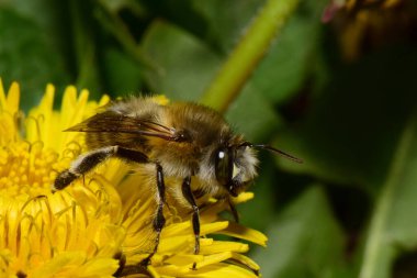 İlkbaharda Kuzey Kafkasya 'nın eteklerinde bulunan sarı karahindiba çiçeği Taraxacum officinale' de polen ve nektar toplayan tüylü arıların yan görüntüsü.                              