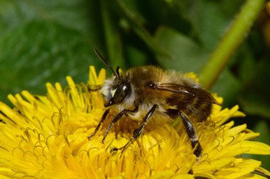 Baharda sarı bir karahindiba çiçeğinin üzerinde polen ve nektar toplayan bir bahar ve kahverengi arı olan Anthophora plumipes, Kuzey Kafkasya 'nın eteklerindeki Taraxacum officinale.                               