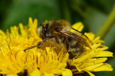  Kuzey Kafkasya 'nın eteklerinde ilkbahar mevsiminde sarı bir karahindiba olan Taraxacum officinale' de polen ve nektar toplayan nadir bulunan bir Kafkas baharının makro 'su ve kahverengi arı Anthophora plumipes.                              