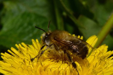 Genç baharın yakın çekimi ve kahverengi arı Anthophora plumipes İlkbaharda polen ve nektar toplamak Sarı karahindiba çiçeği Taraxacum officinale Kuzey Kafkasya 'nın eteklerinde