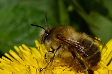 Genç bir baharın makro 'su ve kahverengi arı Anthophora plumipes İlkbaharda sarı bir karahindiba çiçeğinde polen ve nektar toplar Taraxacum officinale Kuzey Kafkasya eteklerinde       