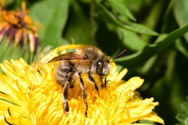 Kafkas baharına yakın çekim ve kahverengi arı Anthophora tüyleri Kuzey Kafkasya eteklerindeki Taraxacum officinale sarı bir karahindiba çiçeğine polen ve nektar topluyor.                               
