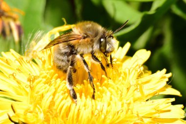 Makro ilkbahar Kafkas tüylü ve kahverengi arı Anthophora tüyleri baharda Kuzey Kafkasya 'nın eteklerinde sarı bir çiçeğin üzerinde oturan Taraxacum officinale.                               