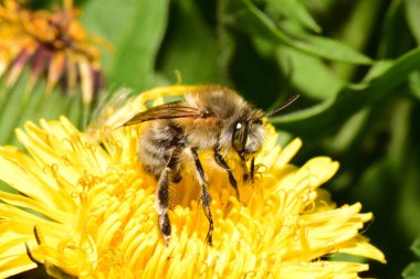  Kafkasya baharının Macro 'su ve kahverengi arısı Anthophora plumipes sarı karahindiba çiçeği Taraxacum officinale' de polen ve nektar topluyor Kuzey Kafkasya eteklerinde.                              