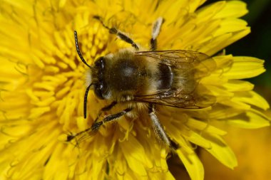 Kafkasya baharında kabarık tüylü arı Anthophora plumipes baharda Kuzey Kafkasya eteklerinde sarı bir karahindiba olan Taraxacum officinale 'de polen ve nektar toplar.                               
