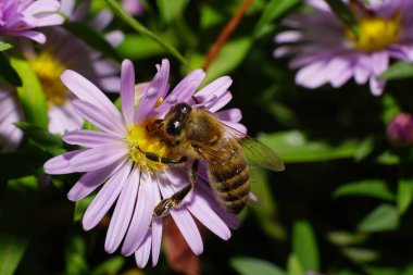 Kahverengi bir arı makrosu Apis mellifera Kafkasya Dağları 'nda menekşe sarısı bir alp makinesinde polen ve nektar topluyor.                               