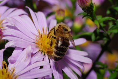 Kahverengi bir arı olan Apis Mellifera, Kafkasya Dağları 'ndaki Aster Alpleri' nde polen ve nektar toplar.                               