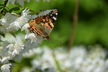  Macro Kelebek Vanessa Cardui 'yi Kafkasya Dağları' ndaki yeşil yapraklı yasemin kızıl yüzgeçlerinin üzerinde otururken çizdi.                              