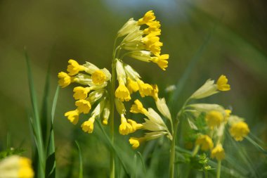 Sarı çiçeklere yakın çekim Primula verisi İlkbaharda yaprakları büyüyen Kafkasya dağlarındaki vahşi bir ormanda                              