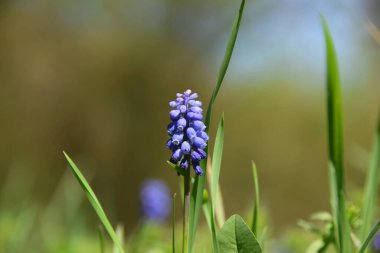  Mavi bir sümbül çiçeğine yakın çekim. Muscari ihmal. Kafkasya Dağları 'ndaki vahşi bir ormanda yapraklar büyüyor.                          