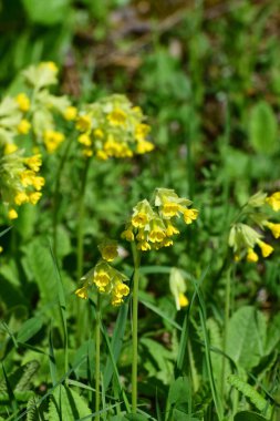  Bahar çiçekleri Primula verisi Kuzey Kafkasya 'nın eteklerindeki yeşil çimlerde