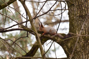 Kafkas sincabı Sciurus vulgaris 'in yakın çekimi. Kahverengi başlı ve kuyruklu. Baharda Kuzey Kafkasya' nın eteğindeki bir dağ eteğindeki ağaç gövdesinde oturuyor.                              