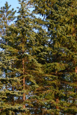 Kuzey Kafkasya 'nın eteklerinde Pinus Montana' nın mavi gökyüzüne karşı bahar çam ağaçlarının manzarası                              