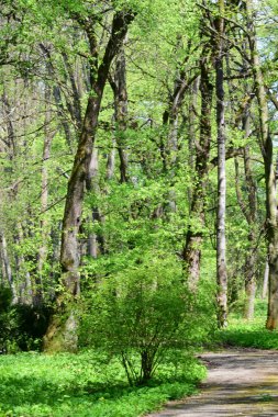  Yeşil ağaçlı botanik bahçesinin manzarası boynuz, kayın ağacı, ela ve baharda Kuzey Kafkasya 'nın eteklerinde bir yürüyüş yolu.                              