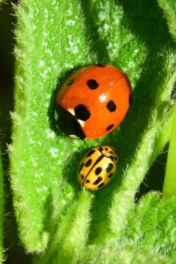  Kuzey Kafkasya 'nın eteklerinde genç kırmızı Coccinella septempunctata ve sarı uğur böceği Psyllobora vigintiduopunctata' nın Macro 'su.